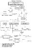 FLAMENCO FAMILY TREE