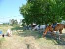 Laredo(36)-Centro ecuestre 'El Sable'